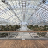 Immergrüner Magnolienhain Immergrüner Magnolienhain