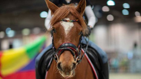 PARTNER PFERD feiert furioses Comeback | Leipziger Messe