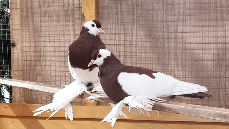 LIPSIA: Taubenpärchen 