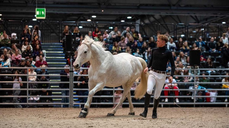 PARTNER PFERD