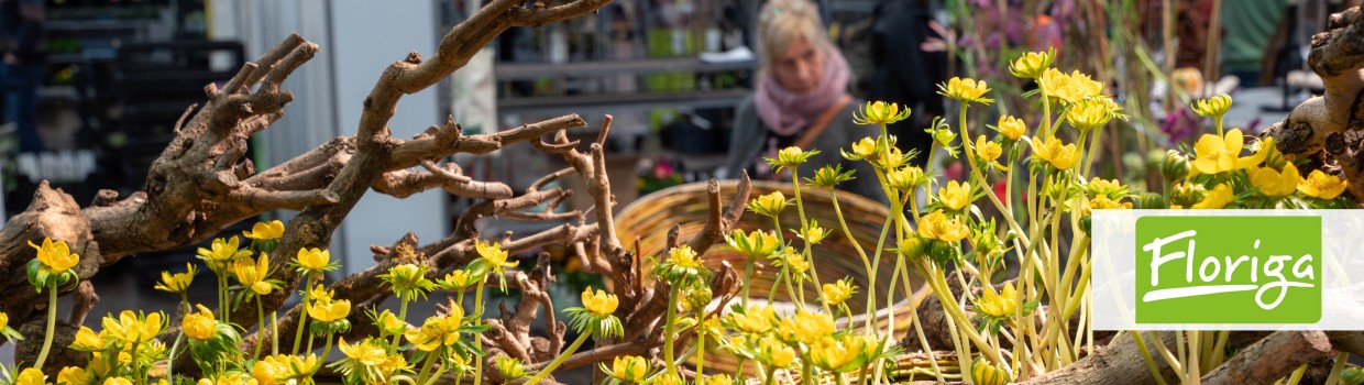 Floriga