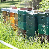 Beehives at Leipziger Messe